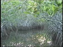 The Biosphere: Biomes Instructional Video