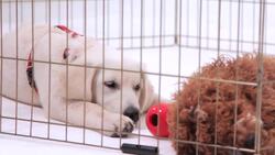 How to Bathe Your Puppy Instructional Video