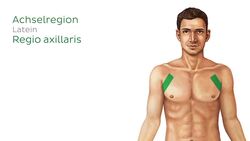 Regionen der oberen Extremität Instructional Video