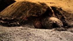 The Fascinating World of Turtles: Adaptations, Habitats, and Behaviors Instructional Video