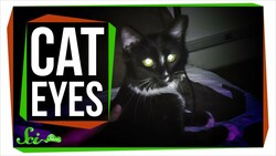 Why Do Cat Eyes Glow in the Dark? Instructional Video