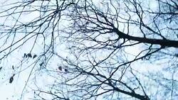 Bare branches on a tree Stock Footage