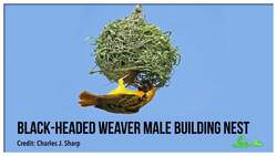 The Bizarre World of Living Color | Compilation Instructional Video