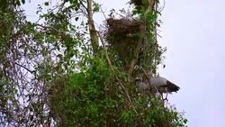 Large Nestling Great Egret in Large Nestling Great Egret in Phatthalung Province Stock Footage