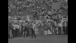 Los Angeles Sheriff's Rodeo with bareback, bronco, and brahma bull riding at the Los Angeles Coliseum News Clip