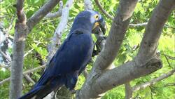 Meet the Largest Parrots in the World Instructional Video