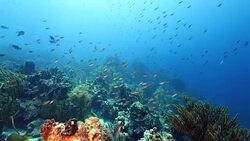 Seascape of coral reef in the Caribbean Sea around Curacao at dive site Mako's Mountain Stock Footage
