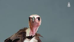 Pierre the Hooded Vulture, Facing Extinction in Sub-Saharan Africa Instructional Video