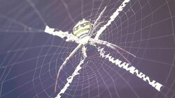 Spider eating insect Stock Footage