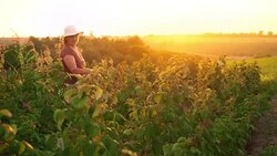 An elderly woman collects raspberries at sunset. Organic food. Stock Footage