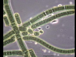 Clasificando a los seres vivos: el reino de las bacterias Instructional Video