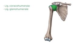 Schultergelenk Instructional Video