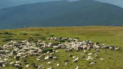 Herdmen tending flock of sheep. Extreme long shot. Herd of sheep are grazing on mountain pasture. Ukrainian nature landscape at summer. Big white clouds above the mountains. Blurred background Stock Footage