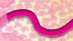 TED-Ed: How do your hormones work? - Emma Bryce Instructional Video