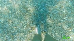 Why These 7 Fish Are So U.G.L.Y. Instructional Video