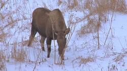 Exploring North and South America Instructional Video