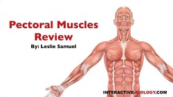 086 Pectoral Muscles Review Instructional Video