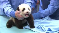 A Look Back at Some of Famous Panda Mr. Wu's Most Aww-some Moments Instructional Video
