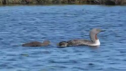 Red-Throated loon, gavia stellata, parent and baby swimming Stock Footage