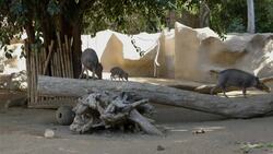 Come Check Out These Happy Little Piglets Explore Their New Home! Instructional Video