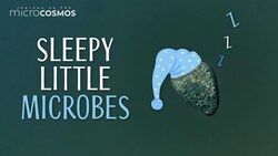 Some Microbes Also Take Naps Instructional Video