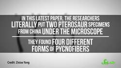 Feathered Reptiles Ruled Earth's Skies... Twice! | SciShow News Instructional Video