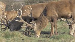 Reindeer! Learn facts about Reindeer Instructional Video