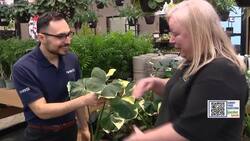 Garden Guide: House plants as conversation pieces News Clip