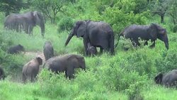 Herd of elephants with young calves. Stock Footage