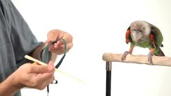 How to Put a Harness on Your Parrot Instructional Video