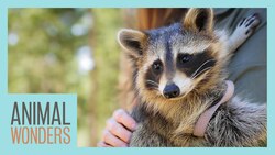 Meet and Greet: Ringo the Raccoon! Instructional Video