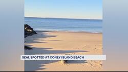 Beachgoers report gray seal pup spotted at Coney Island Beach Instructional Video