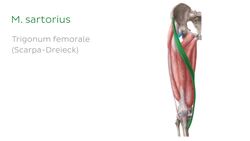 Musculus sartorius Instructional Video