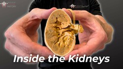 How Your Kidneys Filter GALLONS of Blood Instructional Video