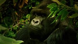 Gibbons: Our Primate Relatives in the Jungle Instructional Video