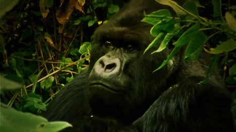 Gibbons: Our Primate Relatives in the Jungle