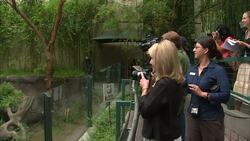 A Frozen Treat For These Adorable Panda Cubs Is Just What the Doctor Ordered Instructional Video