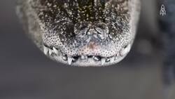 On the brink, the Chinese Alligator's fight for survival Instructional Video