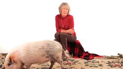 Are Potbellied Pigs Smart Animals? Instructional Video