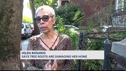 Bronx homeowner says trees creating safety issue on her property Instructional Video