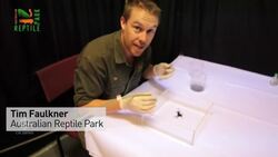 Aussie researchers milk spiders for venom News Clip