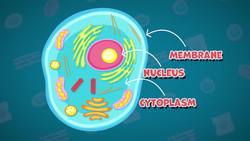 I WONDER - What Are The Main Parts Of Cell? Instructional Video