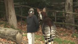 How Training This Okapi Calf Is Both Joyful and Challenging Instructional Video