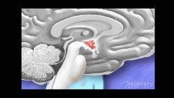 Hormones in the Human Body: The Pituitary Gland Instructional Video