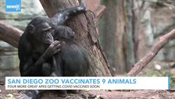 San Diego Zoo Vaccinates Apes Against COVID-19 After January Outbreak News Clip