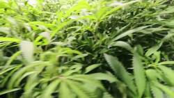 Louisiana launches medical marijuana News Clip