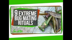 9 Extreme Bug Mating Rituals Instructional Video