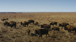 How Bison are Saving America's Lost Prairie Instructional Video