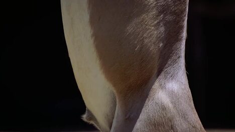Did You Know This Animal Can Go This Long Without Having a Sip of Water?