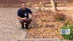 Garden Guide: Leave the leaves! News Clip